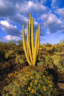 Brittlebush Prints: Evening light on brittlebush (Encelia californica) and Organ Pipe Cactus, Organ Pipe