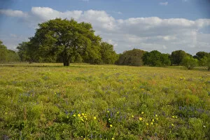 Images Dated 5th April 2005: Evening light on Oak and field of wildflowers near Devine, Texas