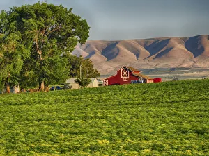 Evening light on red barn