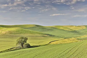 Images Dated 25th March 2019: Evening light on rolling hills and wheat fields near Colfax, Eastern Washington