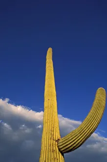 Prints of Evening light on Saguaro Cactus under blue sky and clouds, Organ Pipe Cactus National Monument, Arizona, USA Images Dated 2018 December: Evening light on Saguaro Cactus under blue sky and clouds