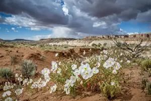 Evening Primrose in Grand Staircase Escalante National Monument