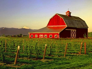 Mt Vernon Prints: Evening sun on a barn in Washingtons Skagit Valleywith Mt. Baker looming in the distance