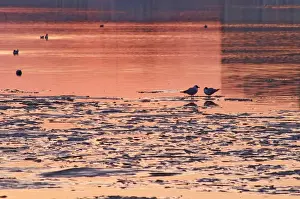 Stockholm Prints: Evening view at sunset over an ice covered Riddarfjarden water towards the west with