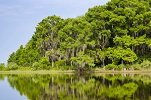 Images Dated 1st June 2011: Everglades Florida
