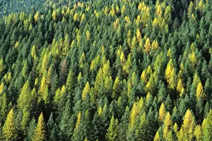 Images Dated 15th April 2005: Evergreen Forest in Idaho USA