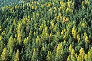 Images Dated 15th April 2005: Evergreen Forest in Idaho USA