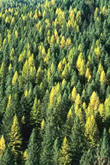 Evergreen Forest in Idaho USA