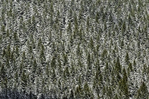 Crystal Lake Prints: Evergreen trees on nearly vertical mountain slope, near Crystal Lake, Ouray, Colorado