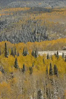 Images Dated 7th October 2007: Evergreens and Aspens, Fall Snow storm near Encampment Wyoming