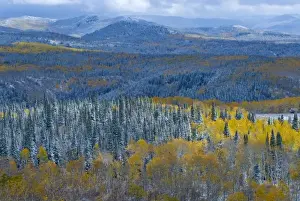 Images Dated 7th October 2007: Evergreens and Aspens, Fall Snow storm near Encampment Wyoming