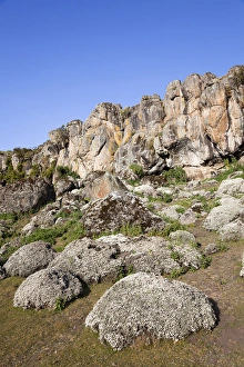 Plateau Prints: Everlasting Flowers, Helichrysum