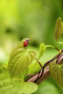 Images Dated 22nd November 2021: Exotic air potato leaf beetle eat leaves