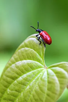 Exotic Prints: Exotic air potato leaf beetle eat leaves