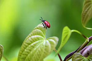 Exotic Prints: Exotic air potato leaf beetle eat leaves