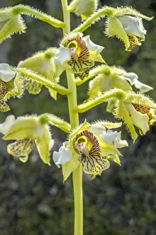 Lime Green Prints: Exotic Orchid