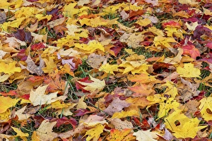 Images Dated 19th January 2024: Expansive view of yellow and red autumn leaves on the ground, Kentucky