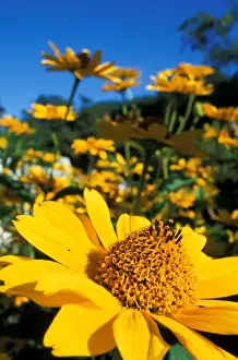 Portsmouth Prints: The extraordinary garden at Prescott Park. Portsmouth, NH