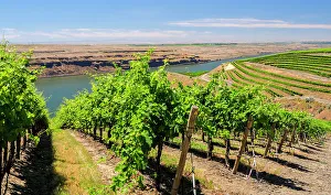 Horse Heaven Hills Prints: An extraordinary vineyard of beauty and scope carved out of a steep