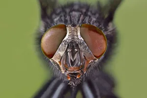 Extreme close-up of house fly head and face, Kentucky