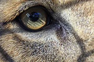 Lion Prints: Eye of an African lion