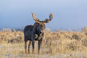 Antlers Prints: Eye contact from Bull Moose, Grand Teton National Park, Wyoming