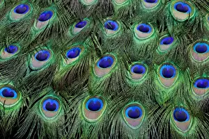 Spots Prints: Eye-spots on Male Peacock tail feathers fanned out in colorful designed pattern