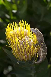 Images Dated 18th April 2012: Eyelash gecko on proteus flower, Cal Poly Botanic Garden, San Luis Obispo, California