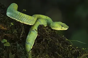 Eyelash Viper (Bothriechis schlegelii) Coastal ECUADOR. Vivarium ID # 3212. Captive