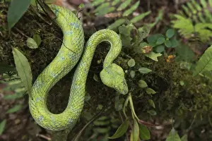 Images Dated 17th August 2014: Eyelash Viper (Bothriechis schlegelii) Coastal ECUADOR. Vivarium ID # 3212. Captive