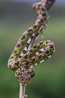 South America Prints: Eyelash Viper, Costa Rica
