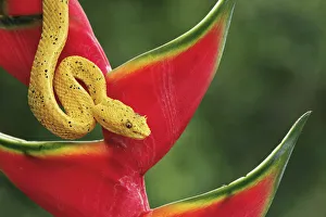 Images Dated 2nd January 2022: Eyelash Viper, Costa Rica