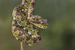Images Dated 2nd January 2022: Eyelash Viper, Costa Rica