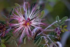 Images Dated 2nd April 2009: Fairy Duster, Calliandra eriophylla, Sonoran Desert, Desert Botanical Garden, Phoenix