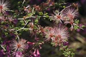 Sonoran Prints: Fairy Duster, Calliandra eriophylla, Sonoran Desert, Desert Botanical Garden, Phoenix