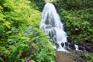 Fairy Falls, wildflowers, Columbia Gorge, Oregon