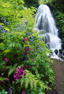 Prints of Fairy Falls, wildflowers, Columbia Gorge, Oregon Images Dated 2018 December: Fairy Falls, wildflowers, Columbia Gorge, Oregon