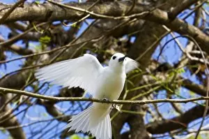Fairy Turn bird in trees