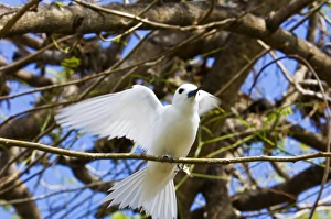 Images Dated 2nd July 2006: Fairy Turn bird in trees
