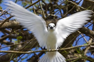Images Dated 2nd July 2006: Fairy Turn birds in trees