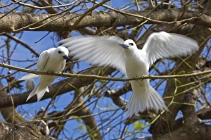 Images Dated 2nd July 2006: Fairy Turn birds in trees