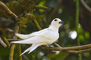 Images Dated 2nd July 2006: Fairy Turn on Fregate Island