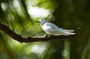 Images Dated 2nd July 2006: Fairy Turns on Fregate Island