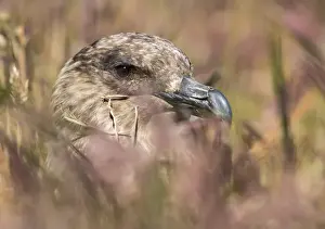 Charadriiformes Prints: Falkland or Brown Skua or Subanarctic Skua (Stercorarius antarcticus, taxonomy in dispute)