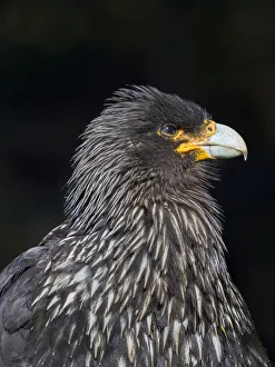 Images Dated 24th October 2017: Falkland Caracara or Johnny Rook (Phalcoboenus australis)