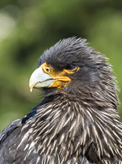Malvinas Prints: Falkland Caracara or Johnny Rook (Phalcoboenus australis)