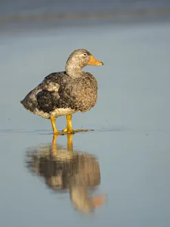 Falkland flightless steamer duck, endemic to the Falkland Islands. Male showing an orange