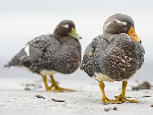Images Dated 10th July 2017: Falkland flightless steamer duck (Tachyeres brachypterus), a flightless duck endemic