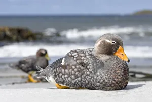 Malvinas Prints: Falkland flightless steamer duck (Tachyeres brachypterus), a flightless duck endemic