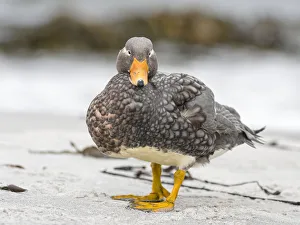 Images Dated 8th January 2017: Falkland flightless steamer duck (Tachyeres brachypterus), a flightless duck endemic